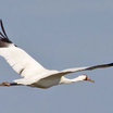 Whooping Crane